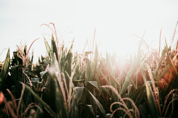 Cornfield during sunset