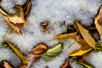 Autumn-winter background - the first snow on wild yellow leaves