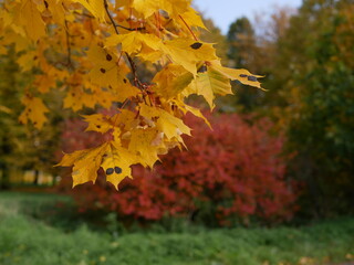Autumn, leaf fall, sunny day in the autumn forest. Golden autumn - colorful leaves on the trees, a kaleidoscope of color and light during the fall.