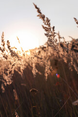 Ripe dry branches of reeds outdoors with sunbeams at sunset. Close-up of a flower on a field in an autumn day.