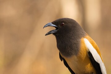 Side Portrait of Rufous Treepie also known as Tiger Bird