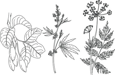 Black and white hand drawn set of a plant - obrazy, fototapety, plakaty