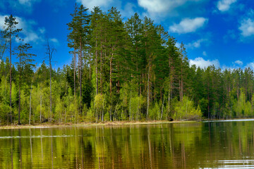 Fototapeta na wymiar Pine trees on the shore of the lake against the background of sky with clouds