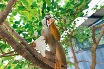 キャベツを食べるリスザル