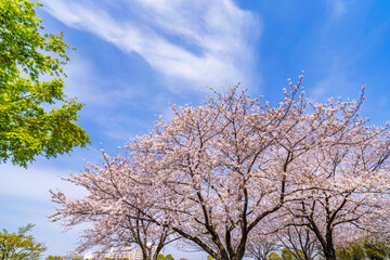 Fototapeta premium 桜咲く大島小松川公園の風景（2021年3月）