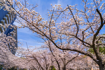 桜咲く大島小松川公園・季節の広場の風景（2021年3月）