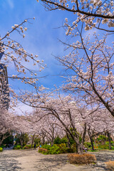桜咲く大島小松川公園・季節の広場の風景（2021年3月）