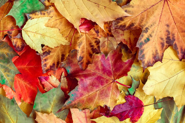 Naklejka na ściany i meble Autumn background of multicolored maple leaves in high resolution