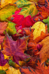 Obraz premium Autumn background of multicolored maple leaves in high resolution