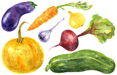 Set of colorful garden vegetables. Hand drawn watercolor illustration