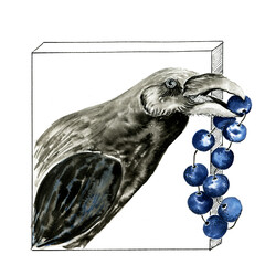 Hand drawn ink graphic illustration of a black raven with blue beads in a beak isolated on white background