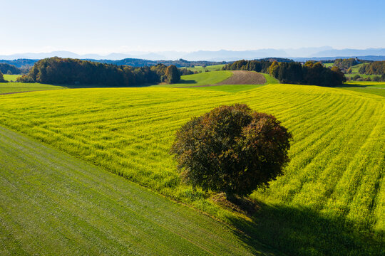 Germany, Upper Bavaria, Aerial view of rape field and tree near Muensing