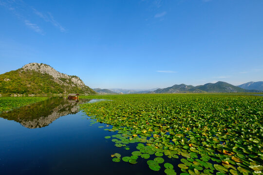 Montenegro, Cetinje province, water lilies on Lake Skadar