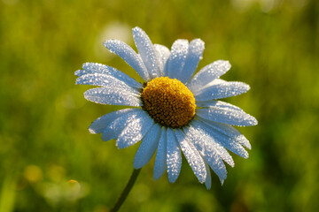 Close-up of wet white daisy blooming outdoors, Bavaria, Germany