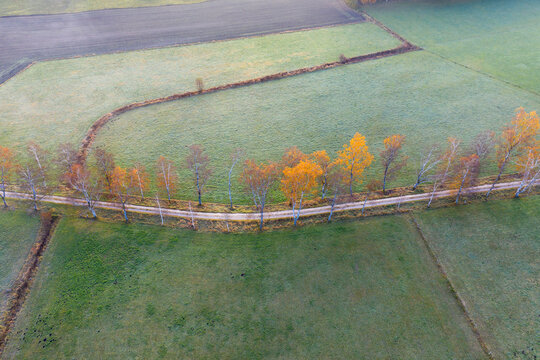Germany, Bavaria, Schwaigwall near Geretsried, birches in meadow landscape in morning light, drone view