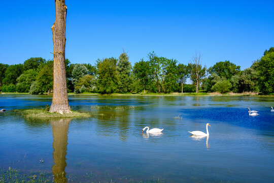 Swans swimming on Isar river, near Plattling , Lower Bavaria, Germany