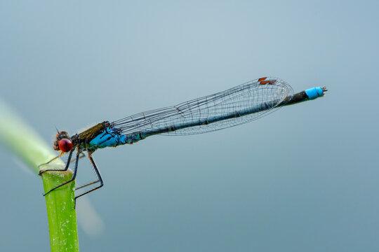 Male red-eyed damselfly in front of blue background