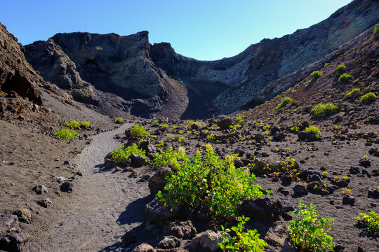 Spain, Canary Islands, Lanzarote, Los Volcanes Nature Park, Montana del Cuervo, Canary Islands sorrel, Rumex lunaria, on a way