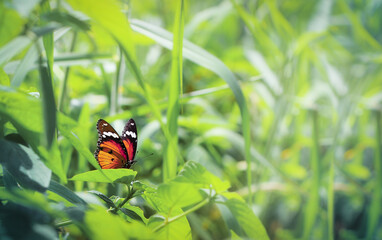 Dramatic artistic macro photography closeup of insect Danaus chrysippus. Plain Tiger butterfly on blurred background.