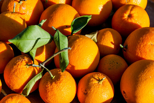 Fresh ripe oranges