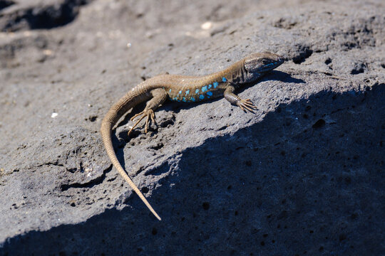 Spain, Canary Islands, Lanzarote, Atlantic lizard, Gallotia atlantica