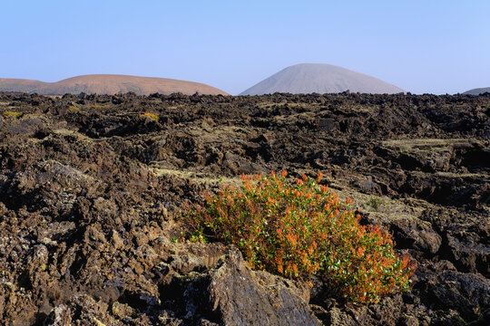 Spain, Canary Islands, Lanzarote, Los Volcanes Nature Park, Lava field, Canary Islands sorrel
