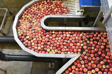 Conveyor belt with apples in water