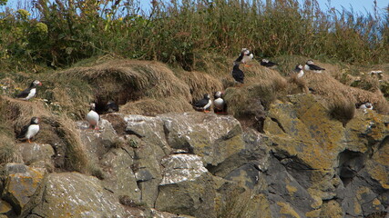 Puffins at Dyrholaey on the south of Iceland, Europe
