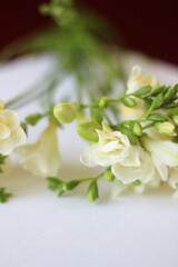 Beautiful white freesias. Bouquet of a flowers. Freesia symbolizing innocence and friendship. Spring template 