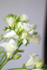Beautiful white freesias. Bouquet of a flowers. Freesia symbolizing innocence and friendship. Spring template 