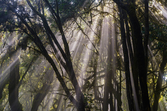 Spain, Province of Santa Cruz de Tenerife, Sunlight piercing branches of forest trees in Garajonay National Park