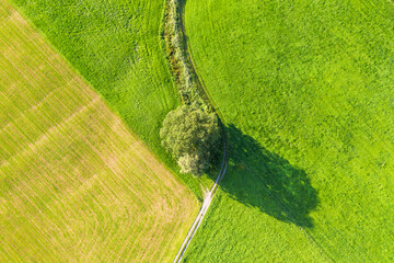 Aerial view of tree and path on meadow at Bichl, Upper Bavaria, Bavaria, Germany