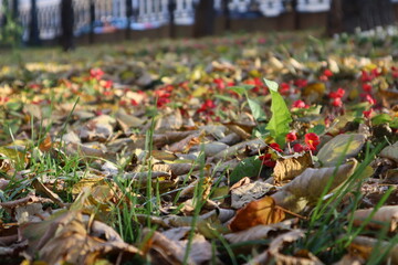 autumn leaves in the grass