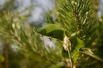 ants on the leaf