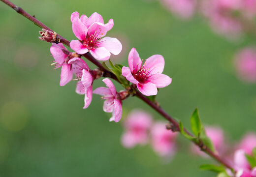 Peach blossoms, Prunus persica, close-up