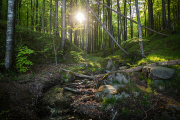 Germany, Mecklenburg-Western Pomerania, Ruegen, Jasmund National Park, Beech forest