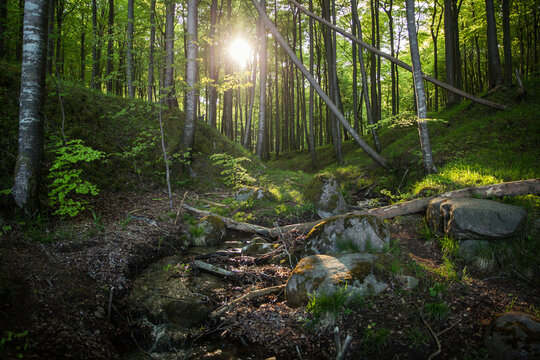Germany, Mecklenburg-Western Pomerania, Ruegen, Jasmund National Park, Beech forest