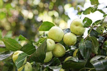 한국의과일대추입니다
