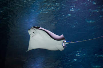 cownose ray swimming in the water,  fish underwater in the aquarium