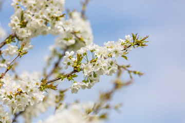 Cherry blossoms, Cerasus, close-up