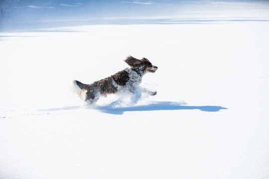 English Springer Spaniel running on snow-covered meadow