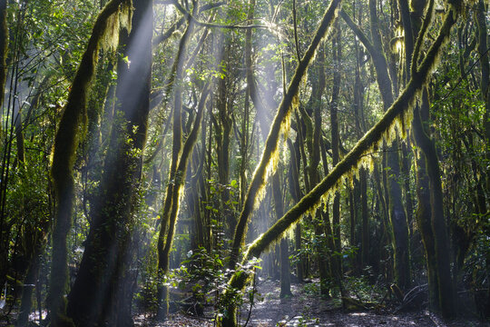 Spain, Province of Santa Cruz de Tenerife, Sunlight piercing branches of forest trees in Garajonay National Park