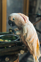 white cockatoo big parrot eating bread holding a piece in its paw