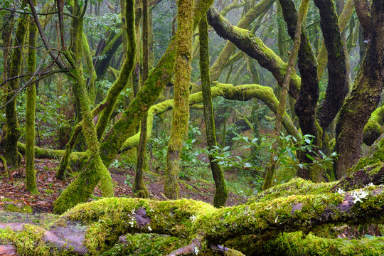 Spain, Province of Santa Cruz de Tenerife, Green mossy forest ofÔøΩGarajonay National Park