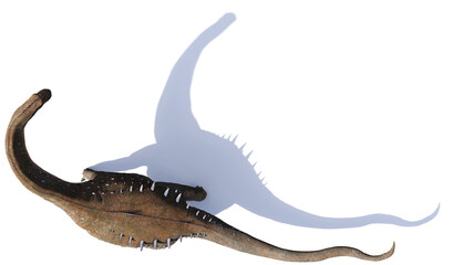 Alamosaurus, dinosaur from the Late Cretaceous period isolated on white background
