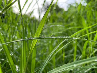 dew on grass