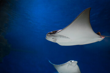 cownose ray swimming in the water,  fish underwater in the aquarium