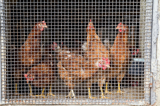 Italy, Sicily, chicken in a stable, caging