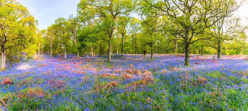 Bluebells flowering in the forest, Perth, Scotland