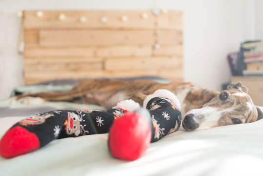 Portrait of Greyhound lying on bed wearing stockings at Christmas time